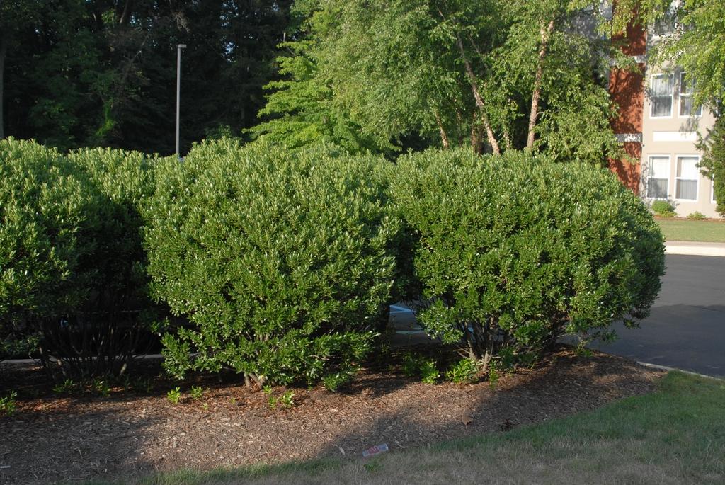 Ilex Glabra Densa - View 6 from www redcrocus com