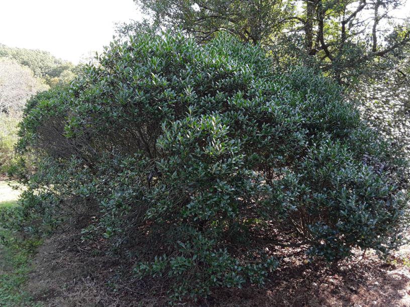 Ilex Glabra Densa - View 9 from www redcrocus com