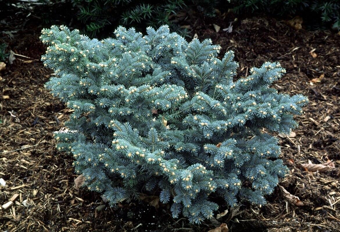 Picea Pungens Glauca Globosa Standard - View 14 from www redcrocus com