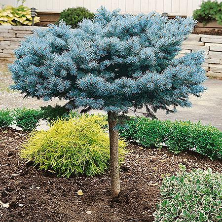 Picea Pungens Glauca Globosa Standard - View 1 from www redcrocus com
