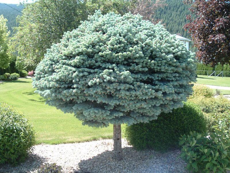 Picea Pungens Glauca Globosa Standard - View 7 from www redcrocus com