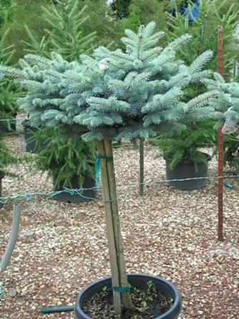 Picea Pungens Glauca Globosa Standard - View 8 from www redcrocus com