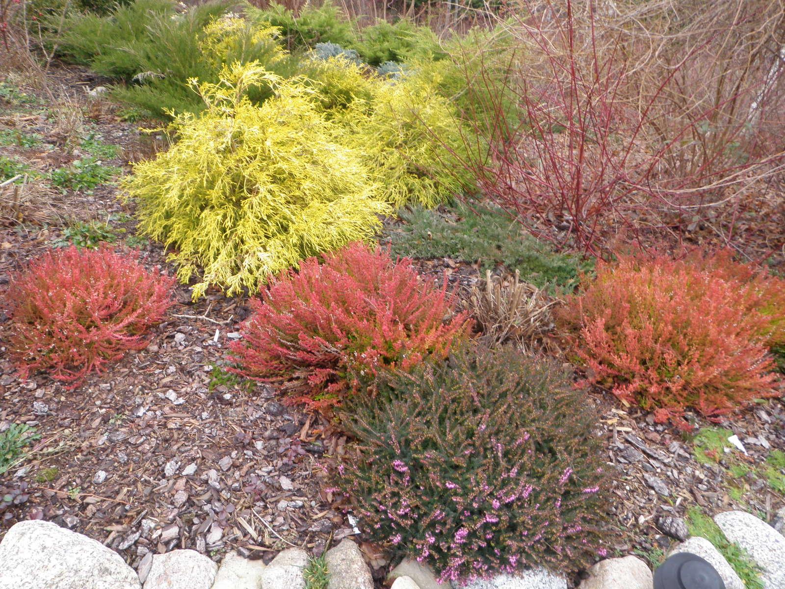 Calluna Vulgaris 'blazeaway' - View 17 from www redcrocus com