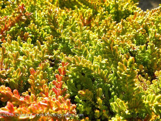 Calluna Vulgaris 'blazeaway' - View 1 from www redcrocus com