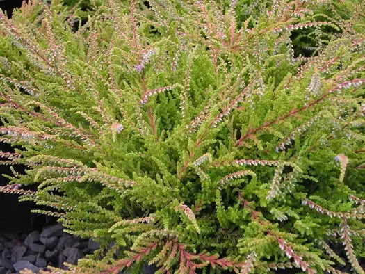 Calluna Vulgaris 'blazeaway' - View 32 from www redcrocus com