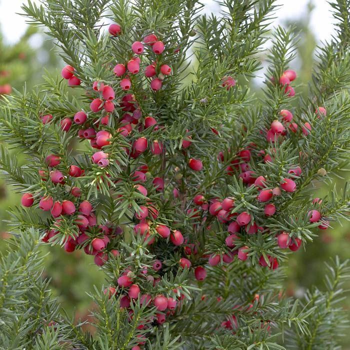 Taxus Media Hicksii - View 12 from www redcrocus com