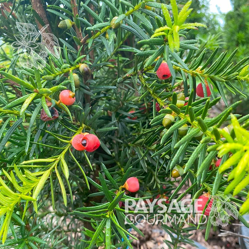 Taxus Media Hicksii - View 15 from www redcrocus com