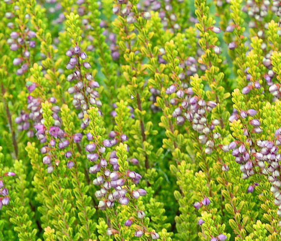 Calluna Vulgaris 'firefly' - View 17 from www redcrocus com
