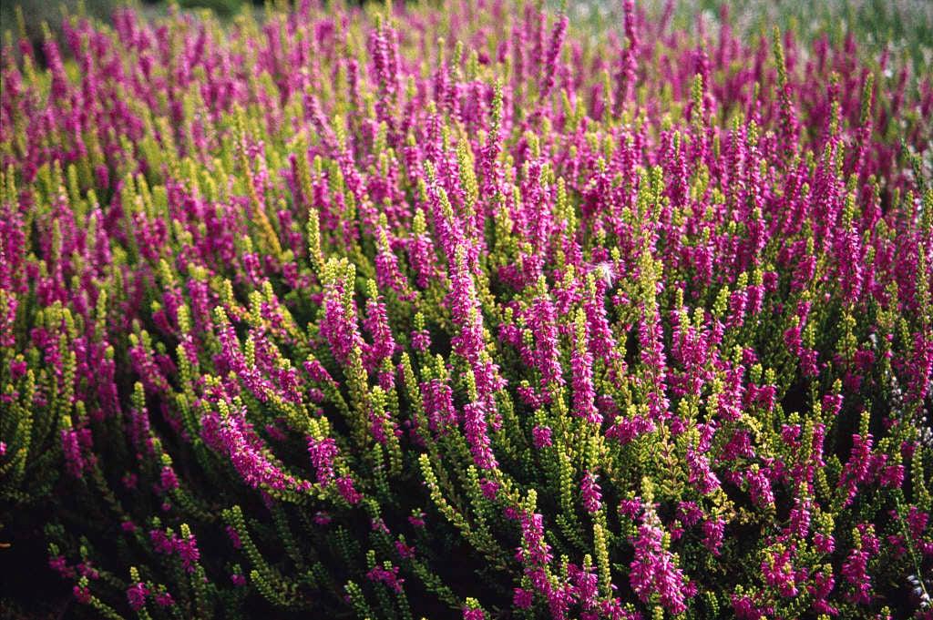 Calluna Vulgaris 'firefly' - View 18 from www redcrocus com