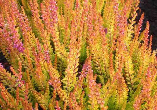 Calluna Vulgaris 'firefly' - View 1 from www redcrocus com