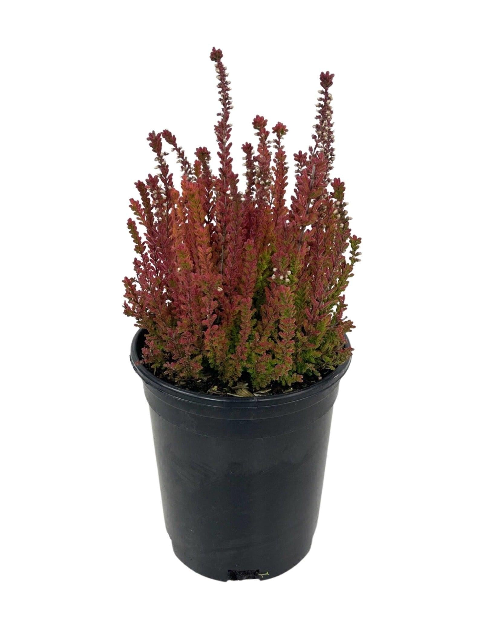Calluna Vulgaris 'firefly' - View 25 from www redcrocus com
