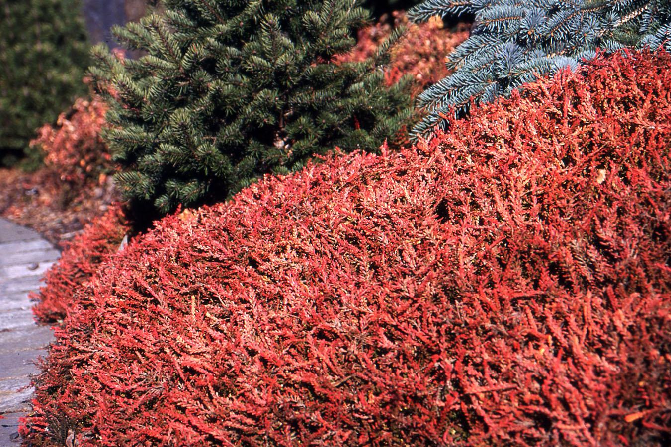 Calluna Vulgaris 'firefly' - View 26 from www redcrocus com