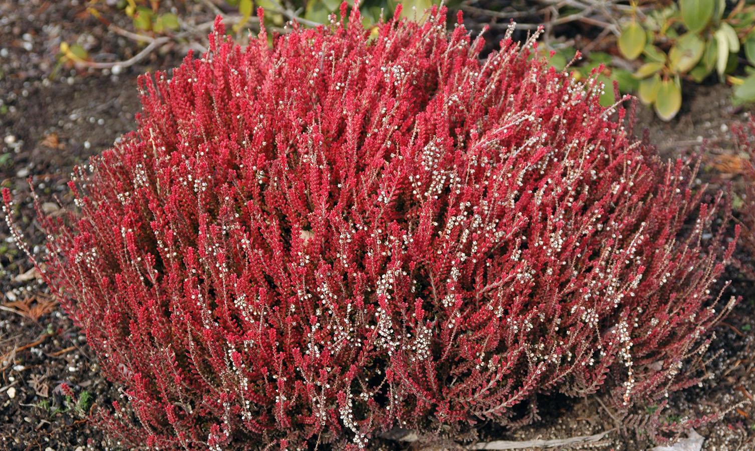 Calluna Vulgaris 'firefly' - View 3 from www redcrocus com