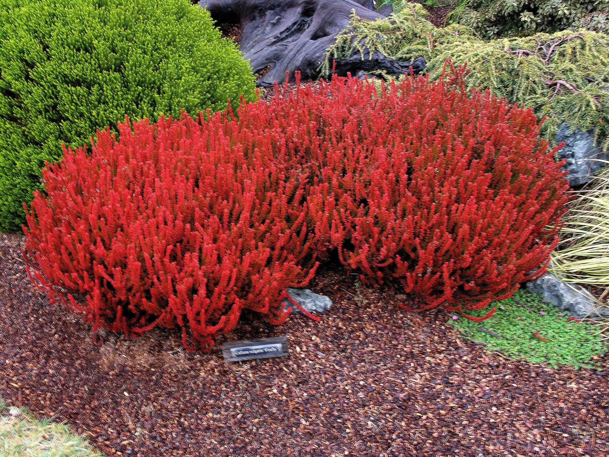 Calluna Vulgaris 'firefly' - View 5 from www redcrocus com