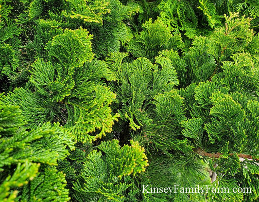 Chamaecyparis Obtusa Gracilis Compacta - View 10 from www redcrocus com