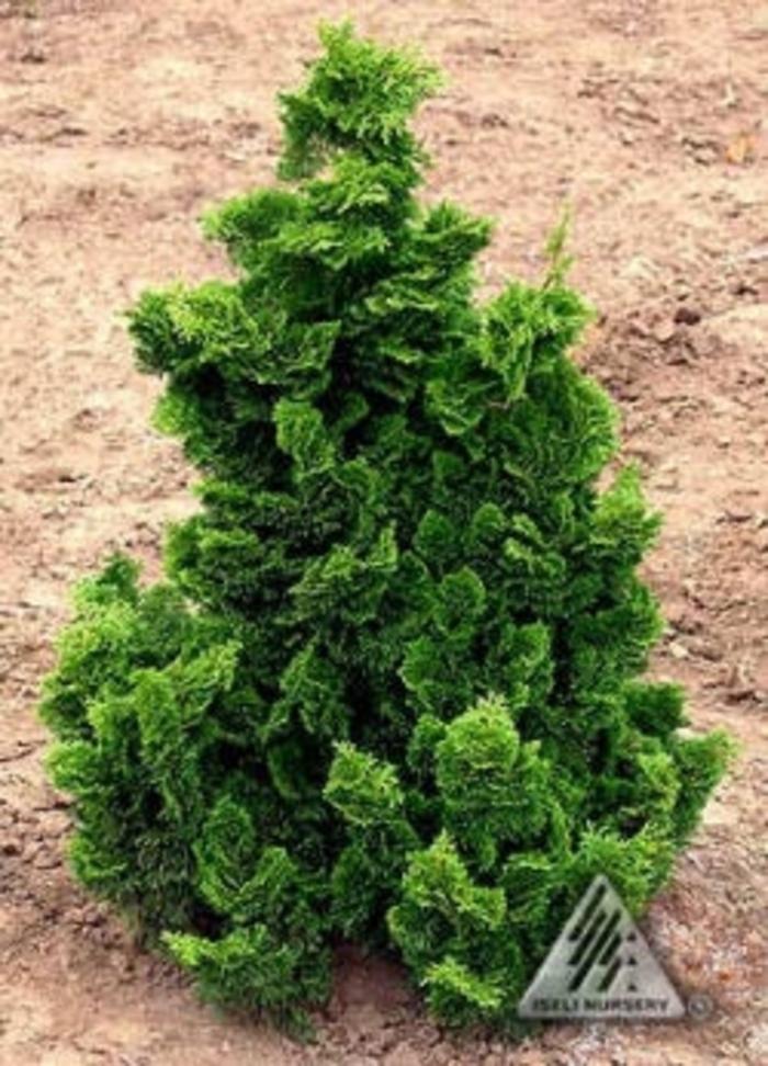Chamaecyparis Obtusa Gracilis Compacta - View 5 from www redcrocus com