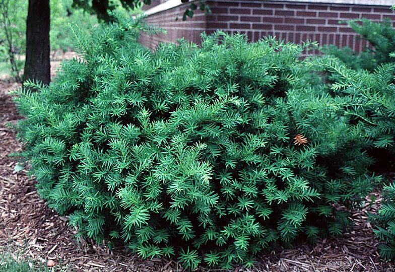 Taxus Media Green Wave - View 12 from www redcrocus com