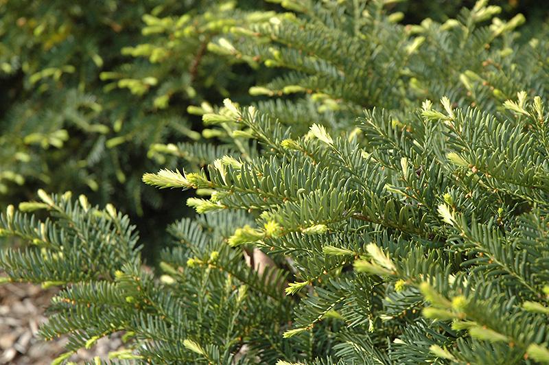 Taxus Media Green Wave - View 1 from www redcrocus com