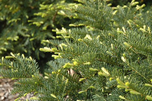Taxus Media Green Wave - View 1 from www redcrocus com