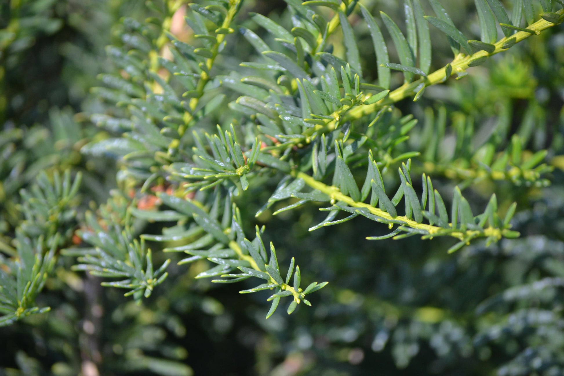 Taxus Media Green Wave - View 5 from www redcrocus com