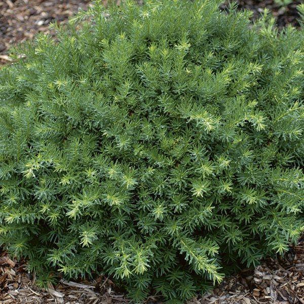 Taxus Media Tauntonii - View 10 from www redcrocus com