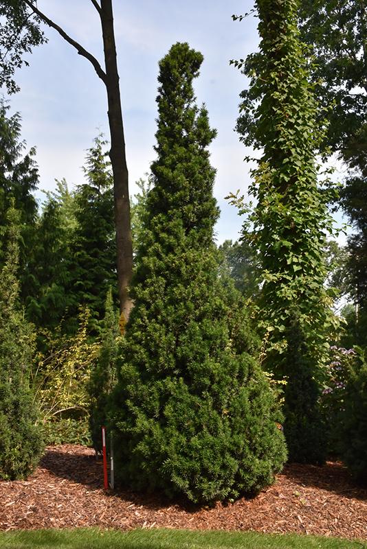 Taxus Media Viridis - View 10 from www redcrocus com