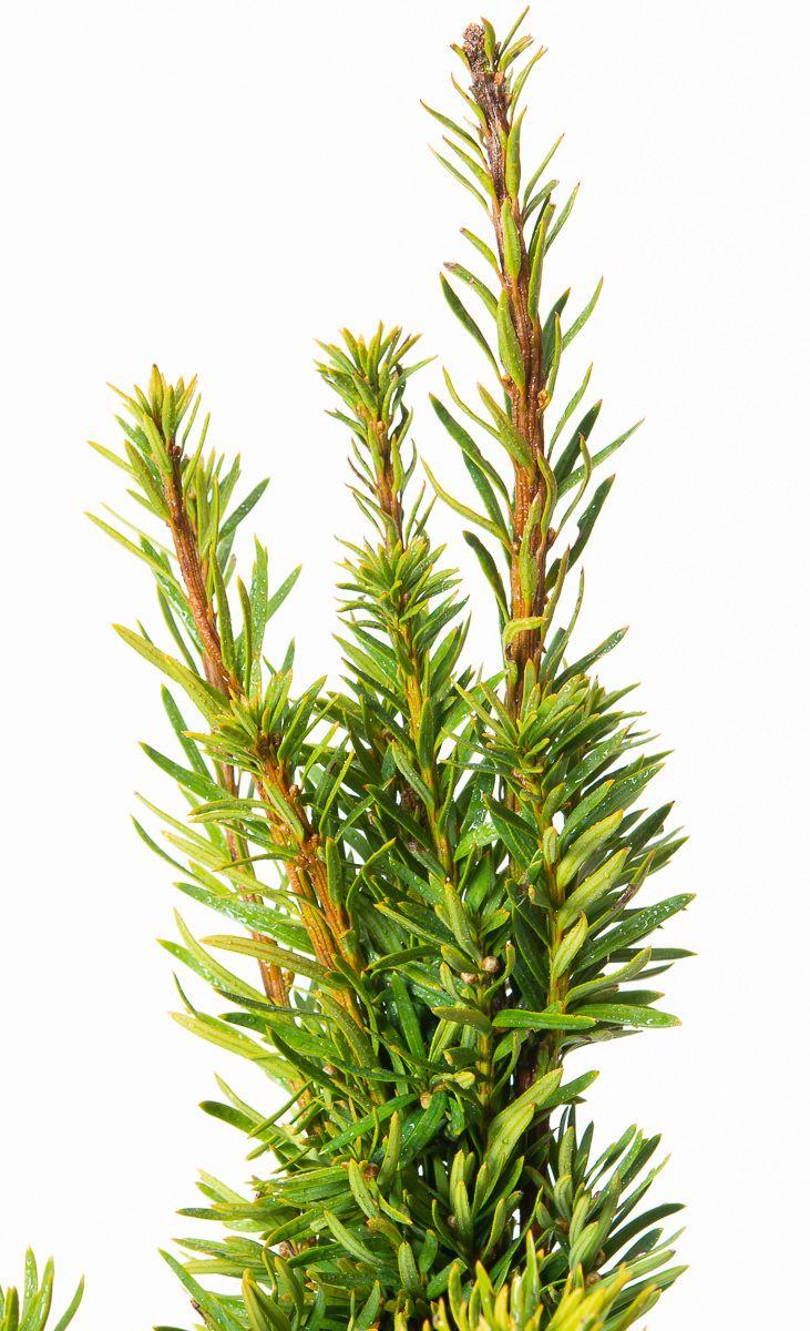 Taxus Media Viridis - View 11 from www redcrocus com