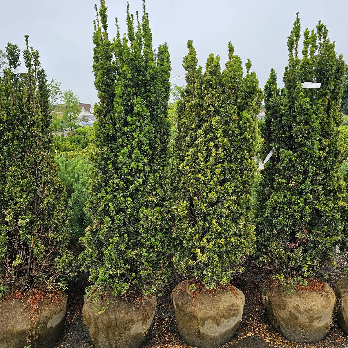 Taxus Media Viridis - View 14 from www redcrocus com
