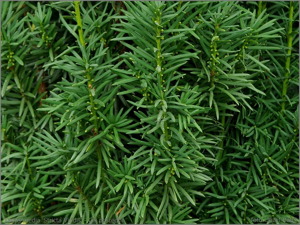 Taxus Media Viridis - View 15 from www redcrocus com