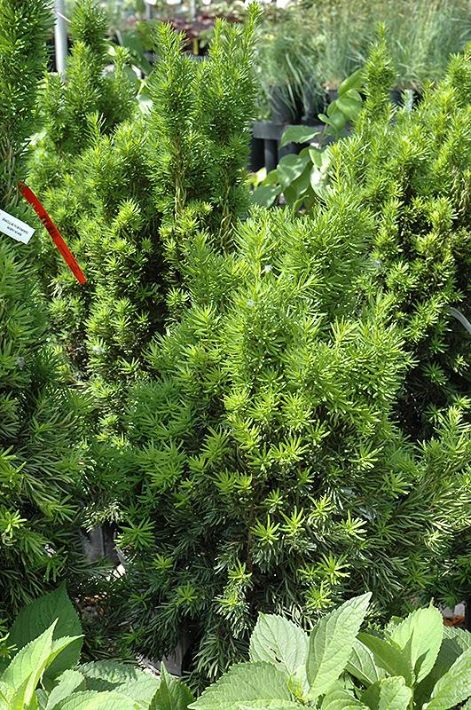 Taxus Media Viridis - View 16 from www redcrocus com