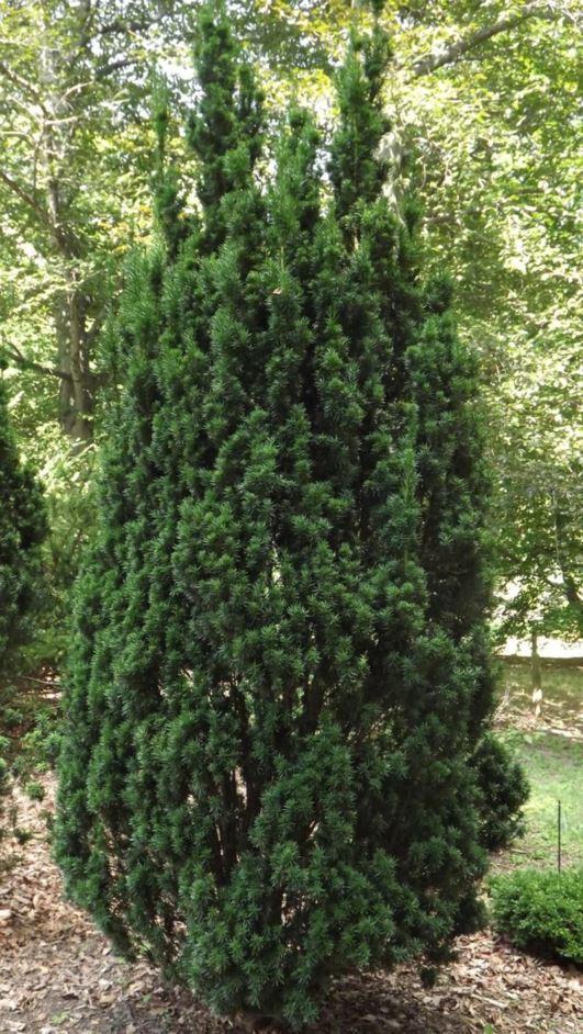Taxus Media Viridis - View 1 from www redcrocus com