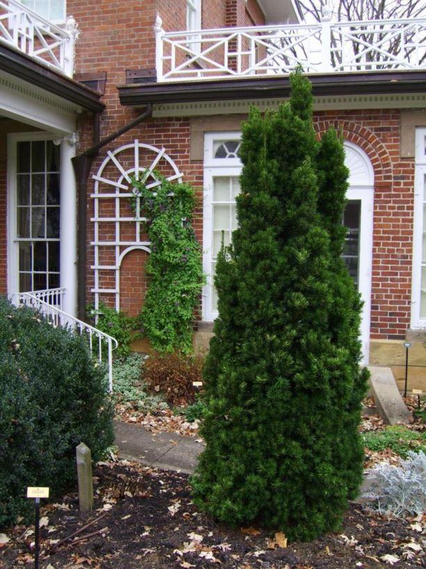 Taxus Media Viridis - View 2 from www redcrocus com
