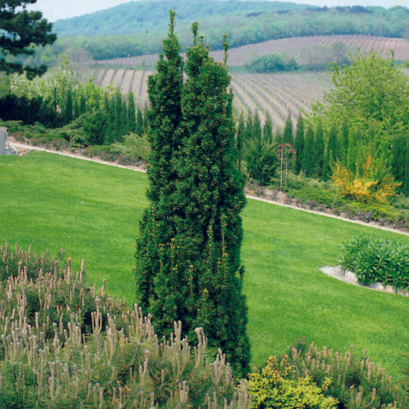 Taxus Media Viridis - View 3 from www redcrocus com