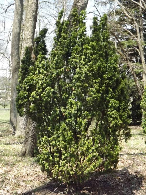 Taxus Media Viridis - View 4 from www redcrocus com