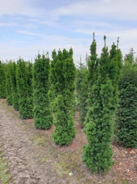 Taxus Media Viridis - View 5 from www redcrocus com