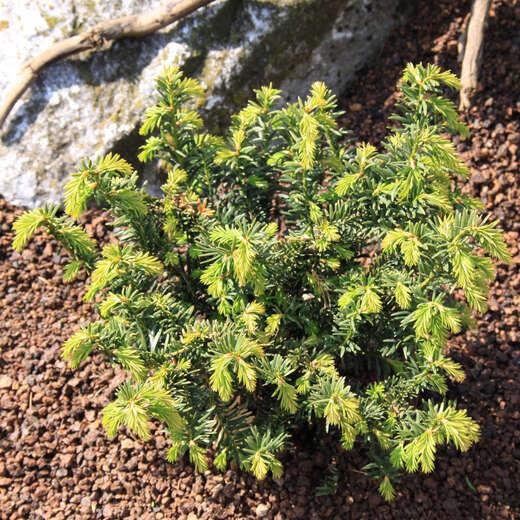 Taxus Media Viridis - View 6 from www redcrocus com