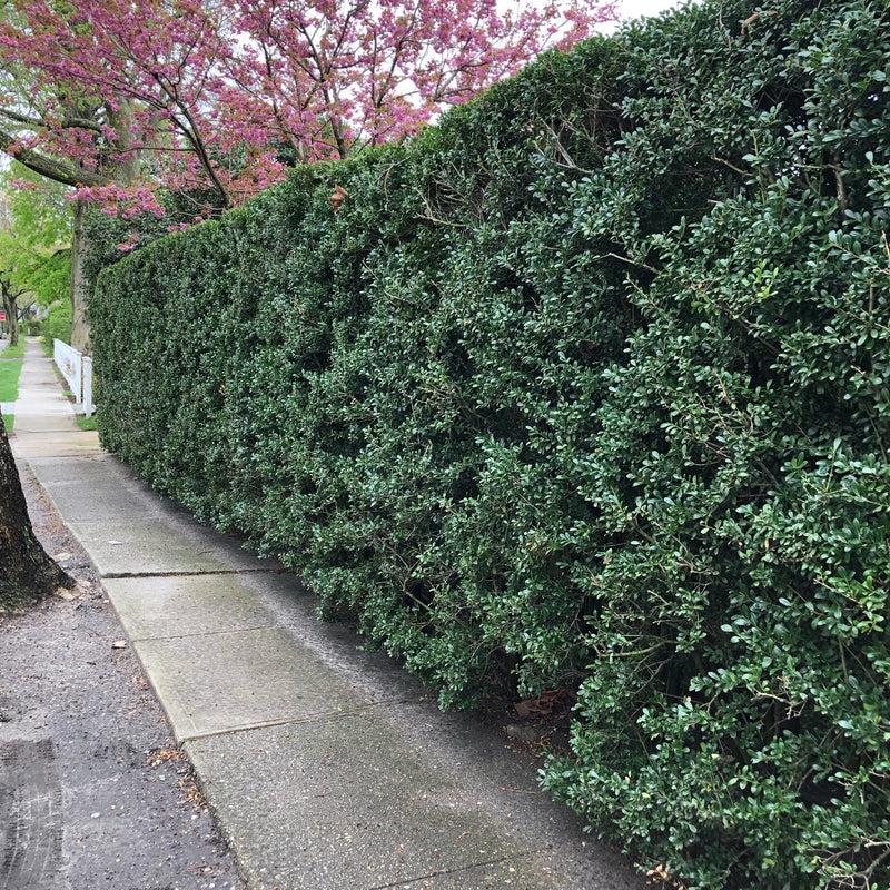 Ilex Crenata Excelsa Schwoebel - View 5 from www redcrocus com