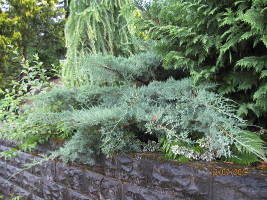 Juniperus Virginiana Grey Owl - View 10 from www redcrocus com