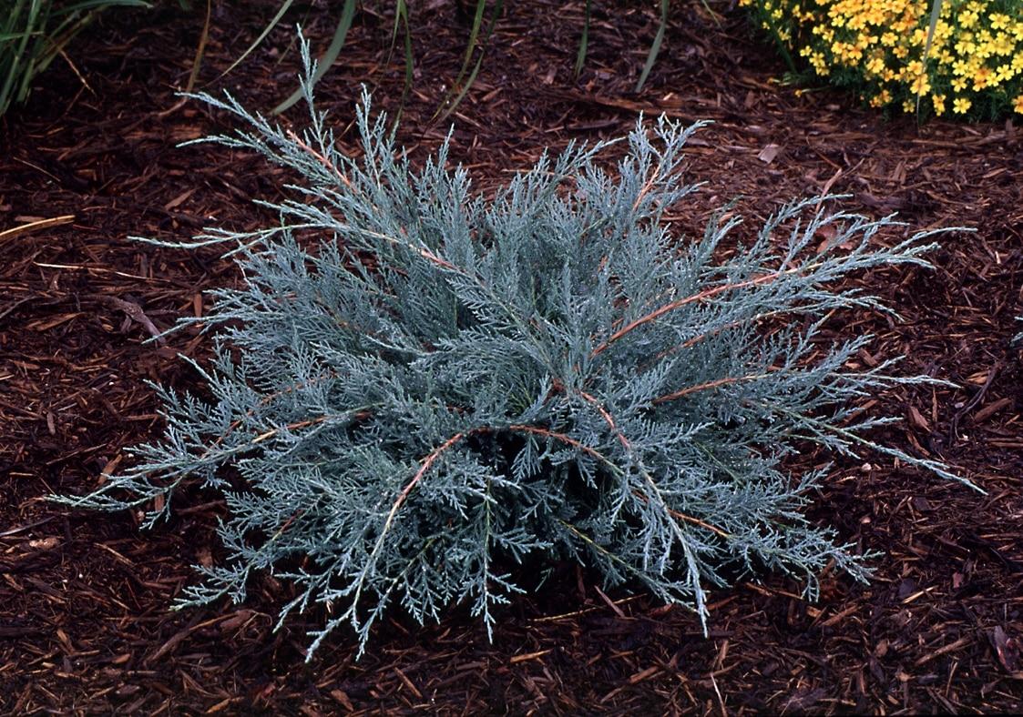 Juniperus Virginiana Grey Owl - View 11 from www redcrocus com