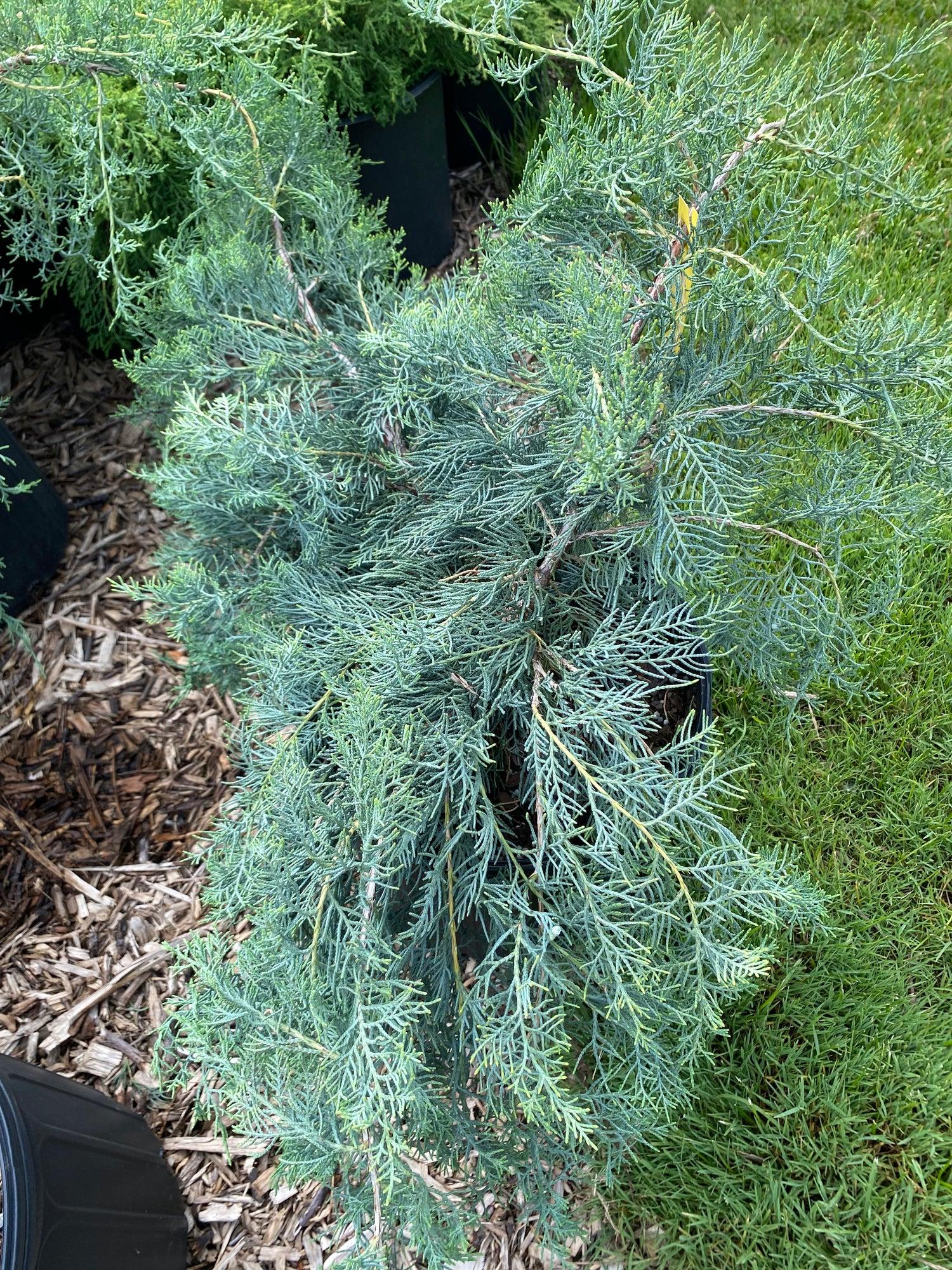 Juniperus Virginiana Grey Owl - View 12 from www redcrocus com