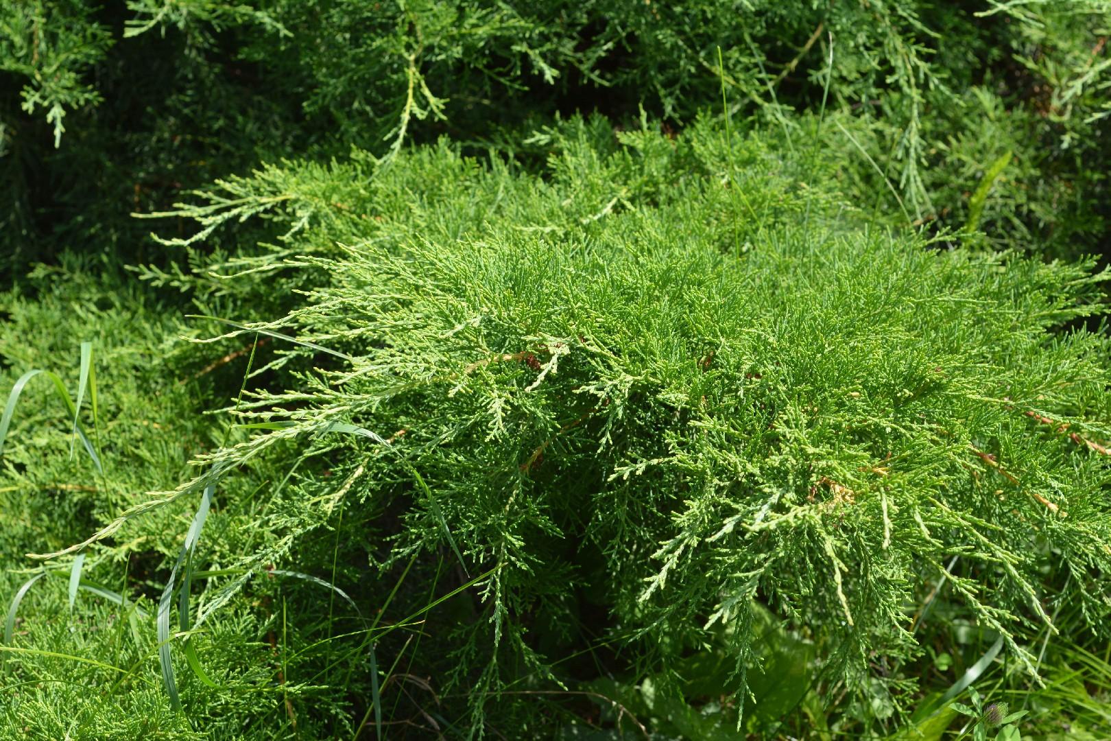Juniperus Virginiana Grey Owl - View 13 from www redcrocus com