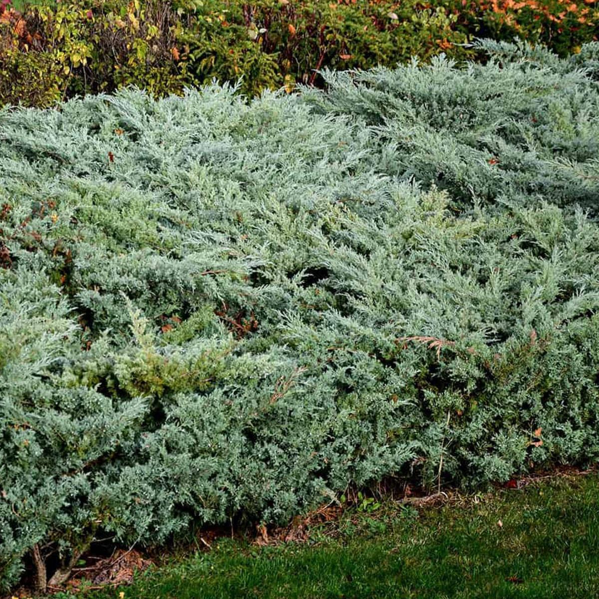 Juniperus Virginiana Grey Owl - View 14 from www redcrocus com