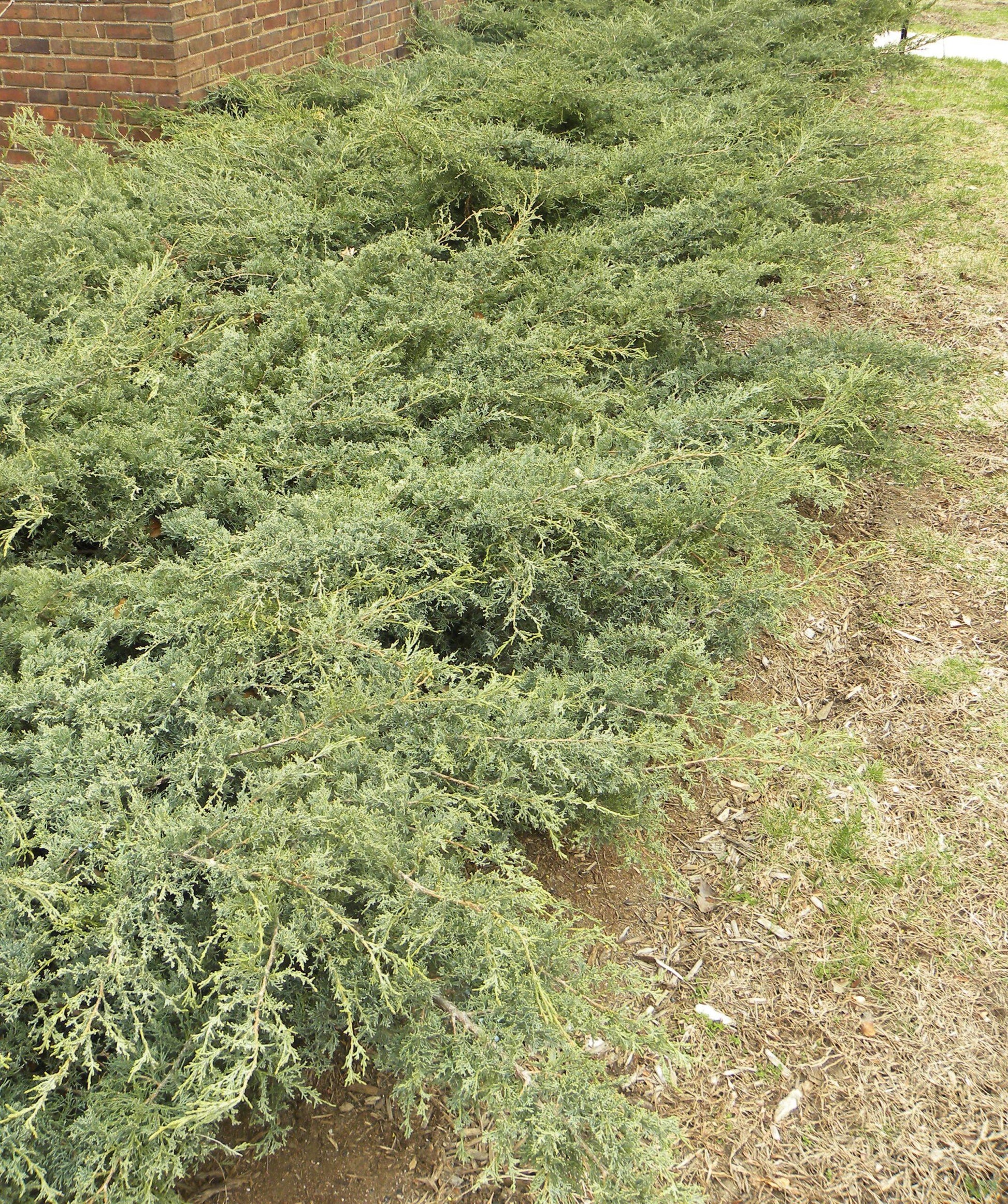Juniperus Virginiana Grey Owl - View 15 from www redcrocus com