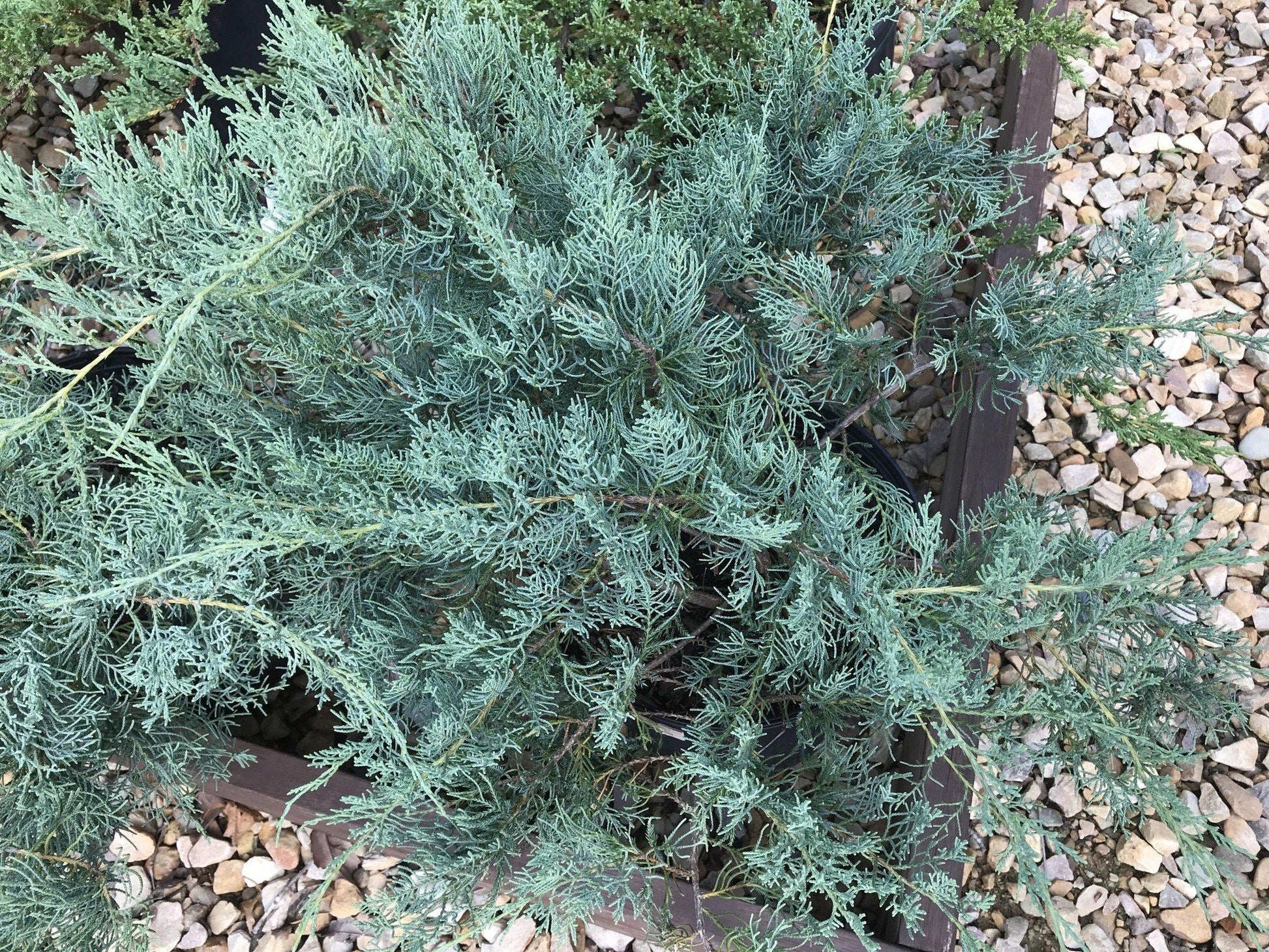 Juniperus Virginiana Grey Owl - View 17 from www redcrocus com