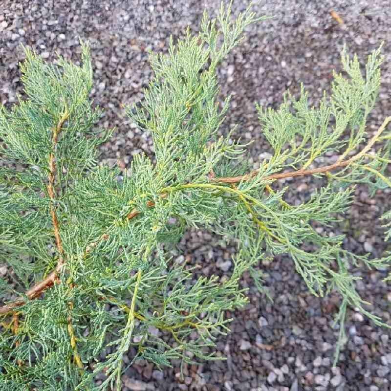 Juniperus Virginiana Grey Owl - View 18 from www redcrocus com