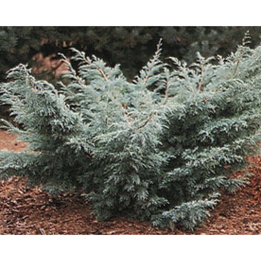 Juniperus Virginiana Grey Owl - View 19 from www redcrocus com