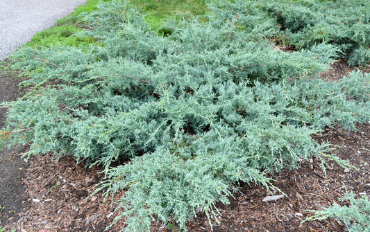 Juniperus Virginiana Grey Owl - View 1 from www redcrocus com