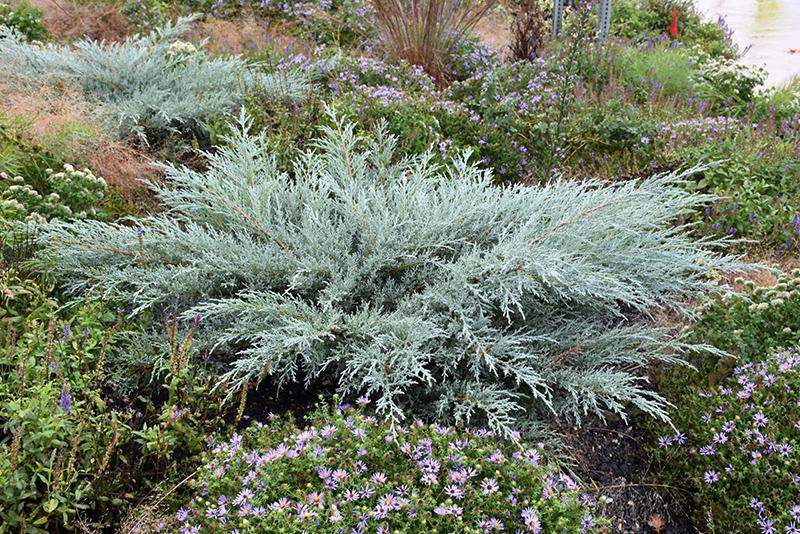 Juniperus Virginiana Grey Owl - View 2 from www redcrocus com