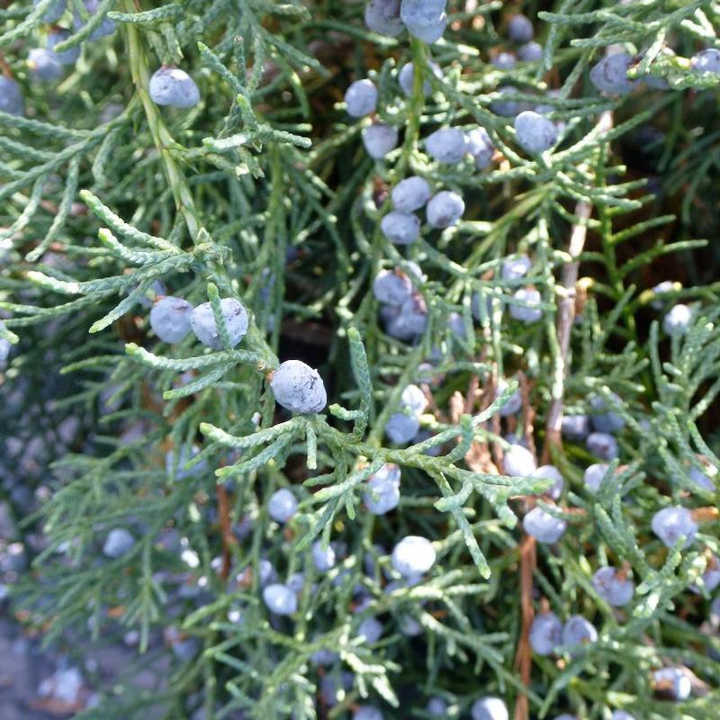 Juniperus Virginiana Grey Owl - View 3 from www redcrocus com