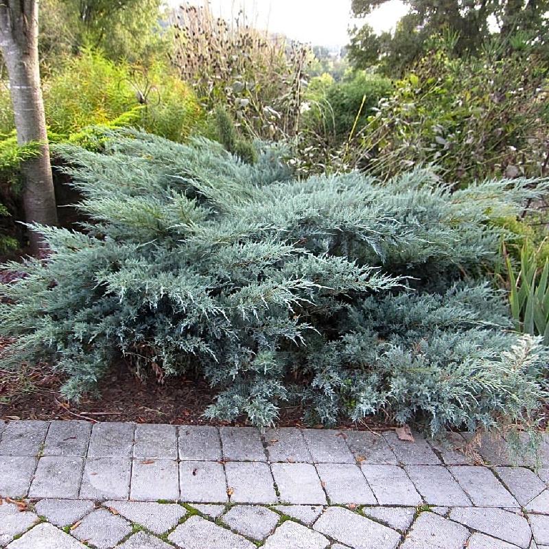 Juniperus Virginiana Grey Owl - View 4 from www redcrocus com